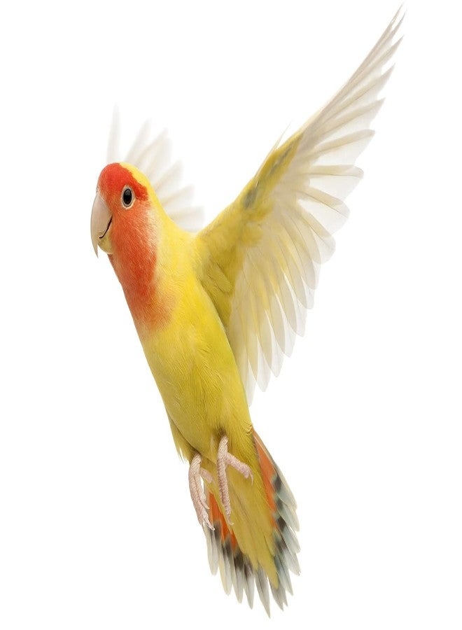 TRADESK Anky Bird Toys Wooden Toy for Birds Cage Toy Hanging, Stylish with Colourful Beads, Natural Chewable Wood, Training Aid,Cockatiel, Lovebird, Budgerigar, Parrot, Canary, Finch - Image 4
